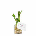 Lucky Bamboo Arrangement in Mini Square Glass Vase